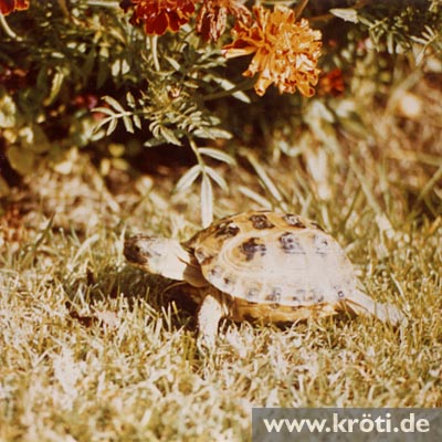 Kröti
